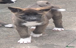 Akita dogs for sale: Akita pups READY NOW!! REDUCED  - Image 20