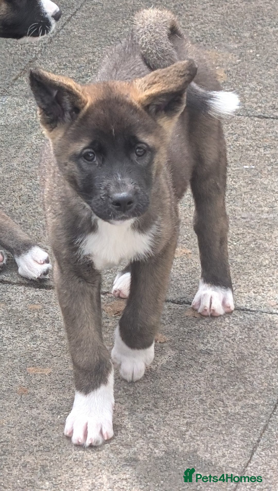 Akita dogs for sale: Akita pups READY NOW!! REDUCED  - Image 20