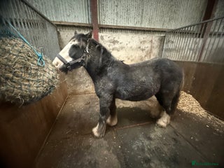 Irish Cob horses - Advert 1