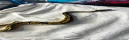 Snake reptiles for sale: Royal (ball) pythons, mixed morphs - Advert 3