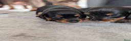 Miniature Dachshund dogs for sale: Miniature dachshund puppies for sale in Bilston - Advert 10