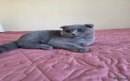 Scottish Fold cats for sale: Last British Shorthair kitten - Advert 28