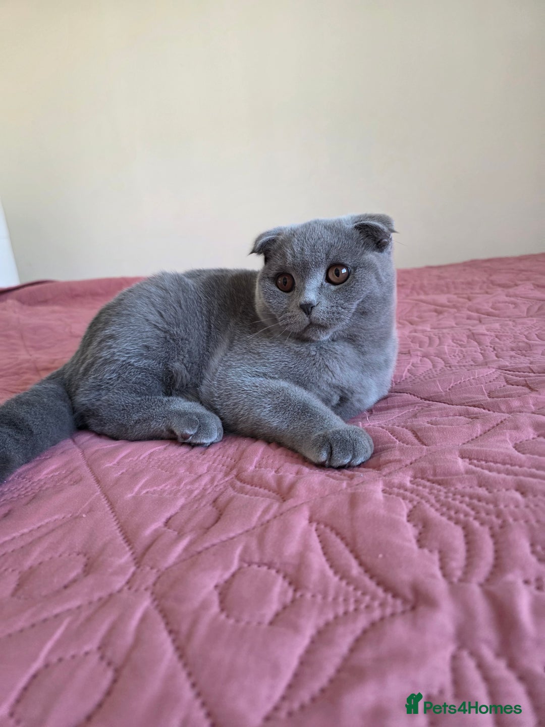 Scottish Fold cats for sale: Last British Shorthair kitten - Advert 28