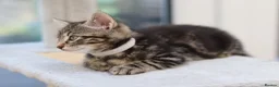 Mixed Breed cats for sale: Tabby Kittens Ready SOON - Advert 20