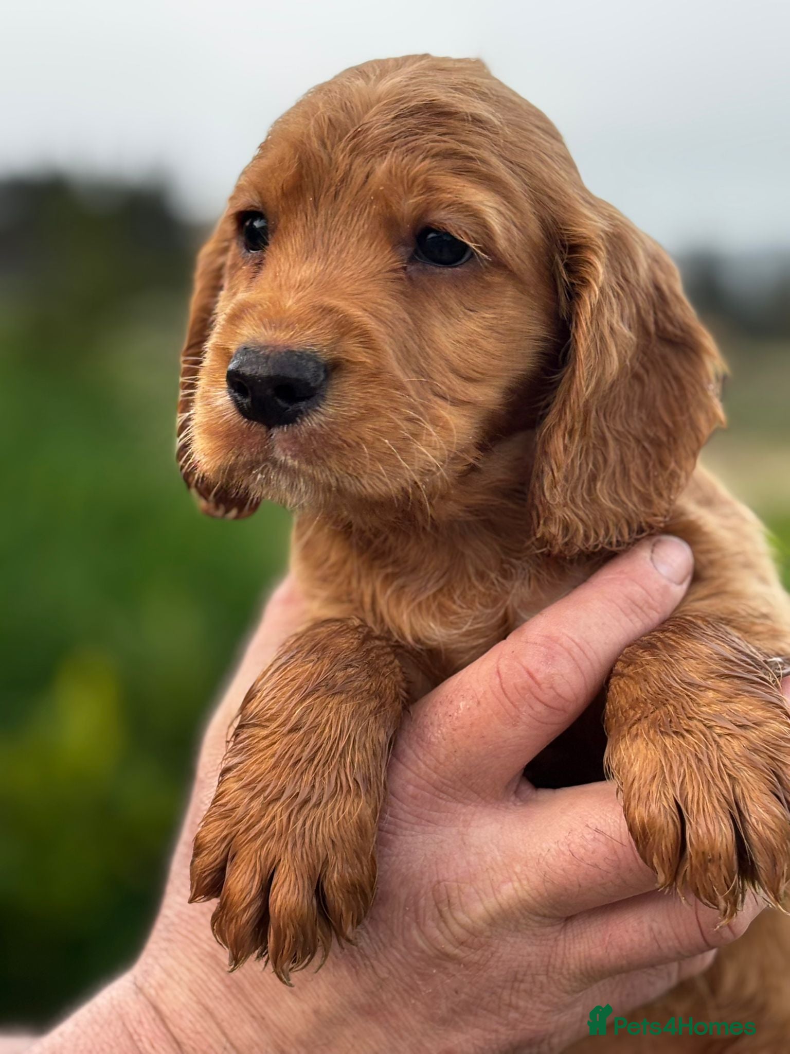 Cocker Spaniel dogs Beautiful Family Red and Lemon Cocker Spaniel Pups - Advert 1