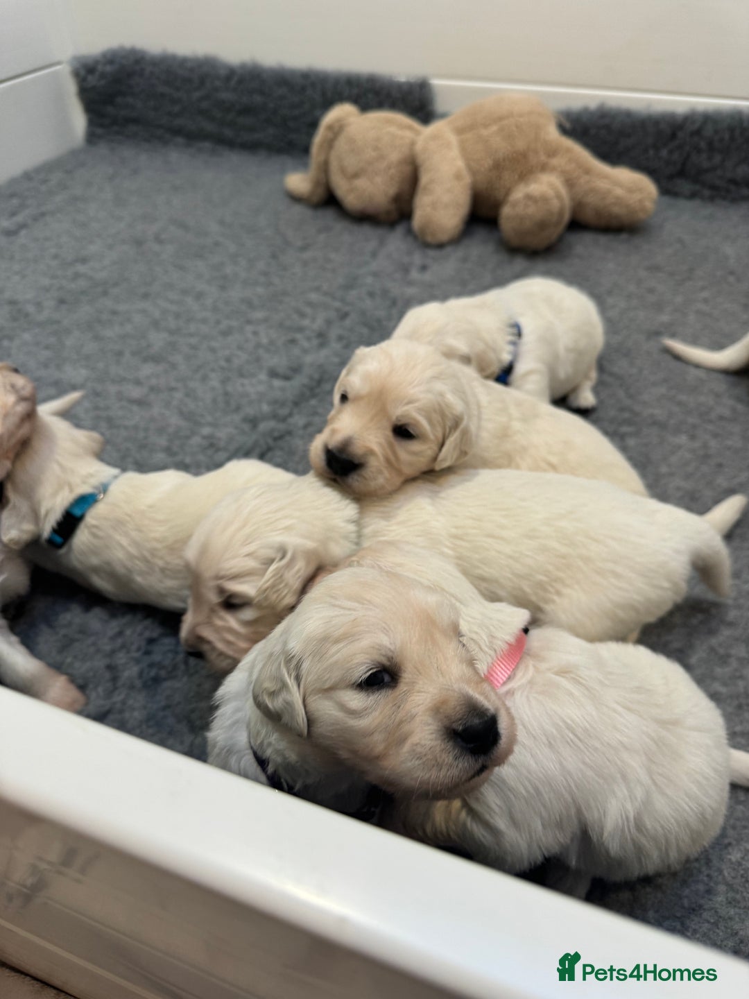 Golden Retriever dogs for sale: KC Beautiful Golden Retriever Cream Puppies - Advert 7