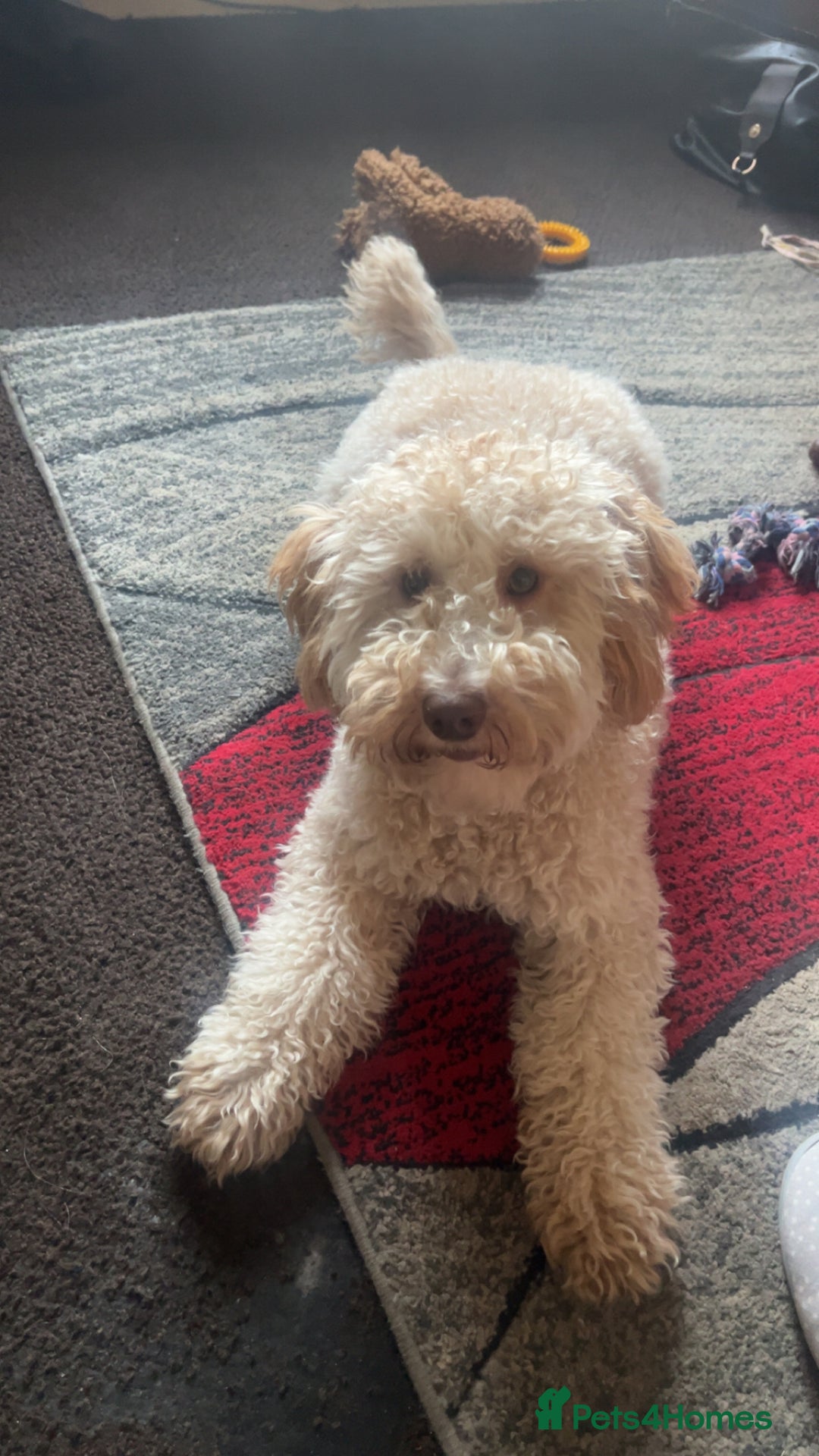 Cavapoo dogs for sale: Cavapoo  - Advert 4