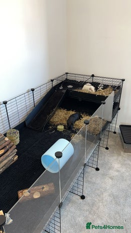 Guinea Pig rodents - Advert 5