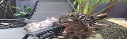Bengal cats for sale: ❤️ Outstanding TICA Registered Bengal Kittens ❤️ - Advert 16