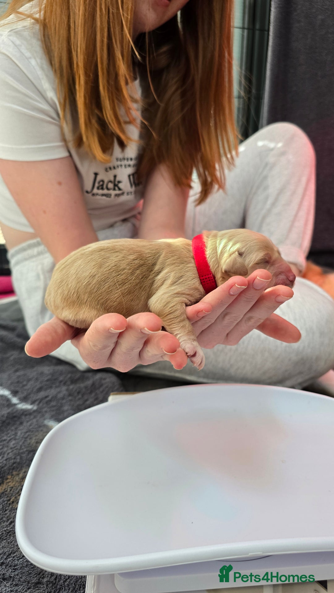 Golden Retriever dogs for sale: 9 Golden Retriever Pups - Image 11