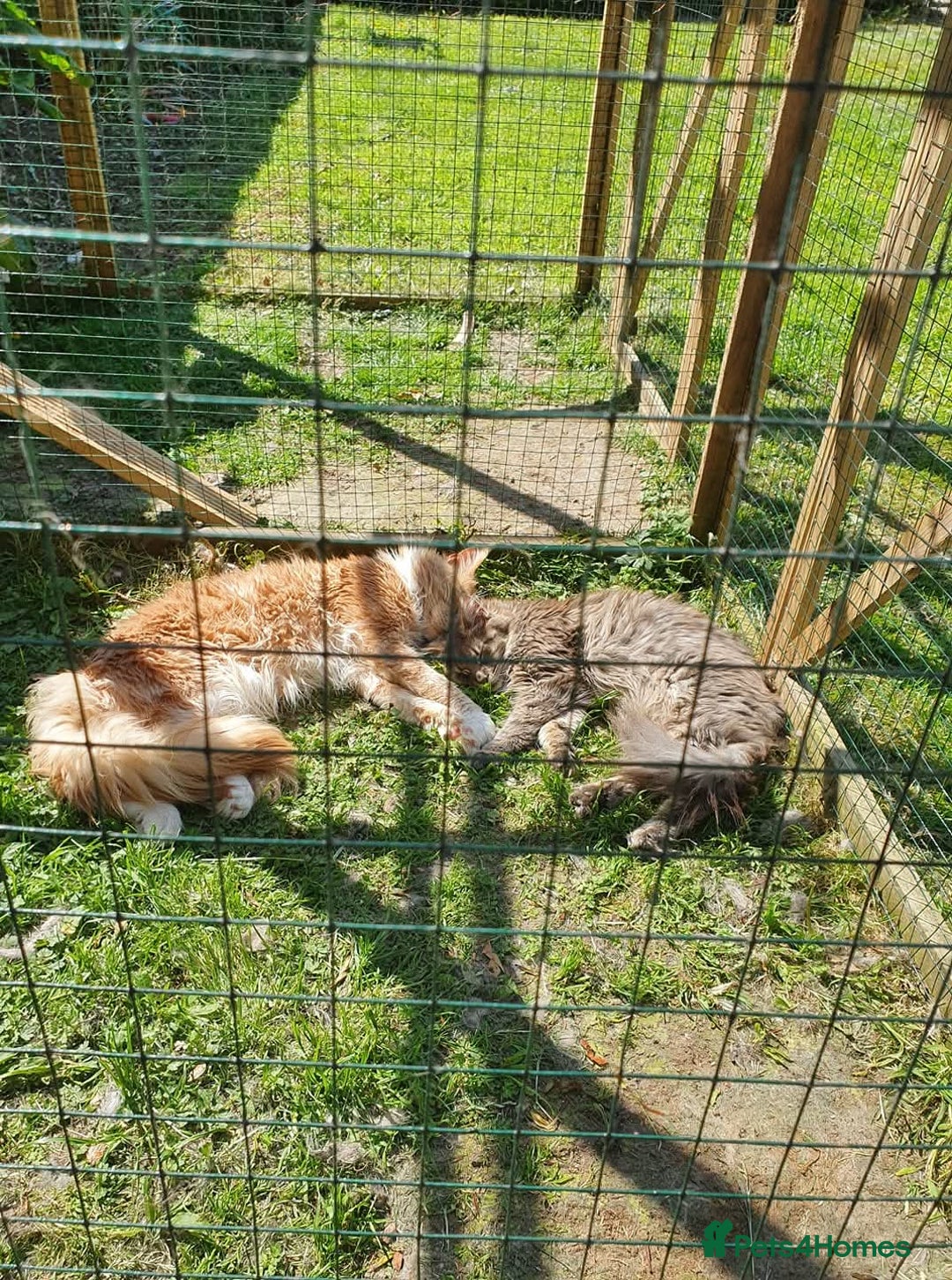 Maine Coon cats for sale: Maincoon ex stud farm cat  - Advert 1