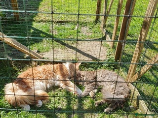 Maine Coon cats Maincoon ex stud farm cat - Advert 12