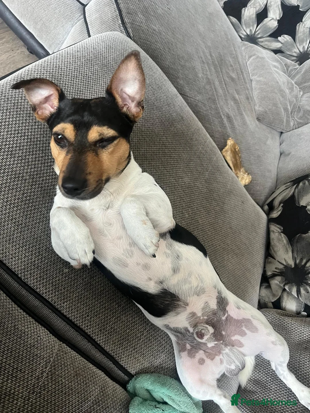 Jack Russell dogs for stud: Traditional smooth coated Tri colour jack Russell  - Advert 12