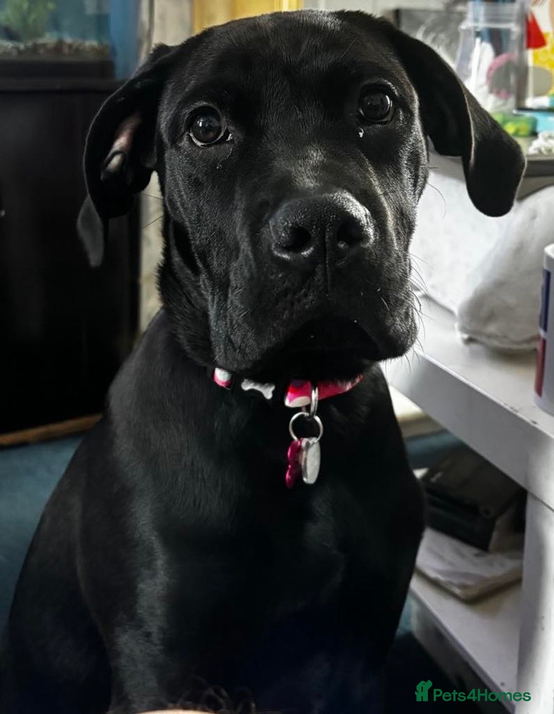 Rottweiler dogs for sale: 2 female rottweiler pups - Advert 17