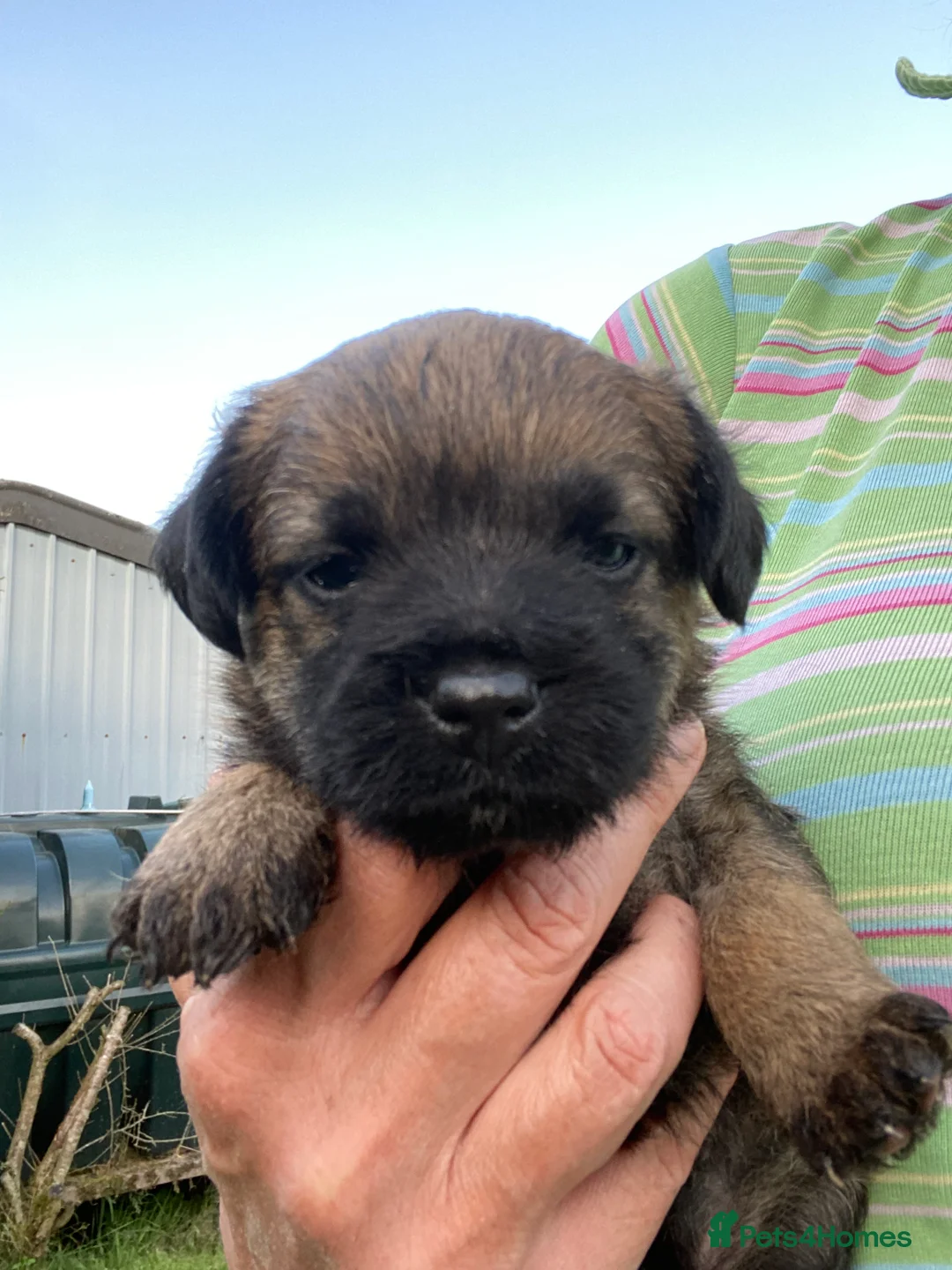 Border Terrier dogs for sale: Border terrier puppies in Llandrindod Wells - Advert 2