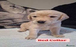 Goldador dogs for sale: BEAUTIFUL GOLDADOR FEMALES - Image 6