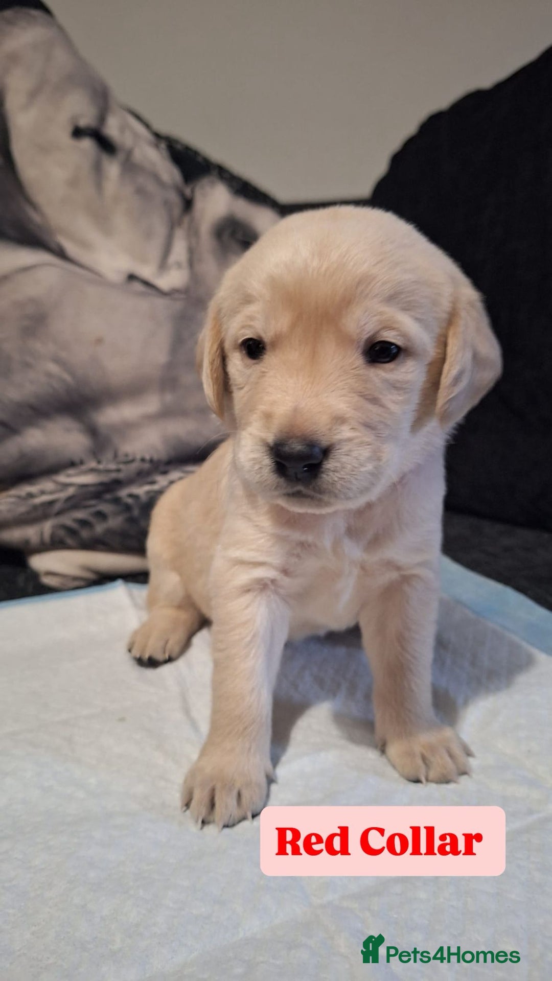 Goldador dogs for sale: BEAUTIFUL GOLDADOR FEMALES - Image 6