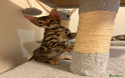 Bengal cats for sale: gorgeous pure bengal kittens  - Image 10