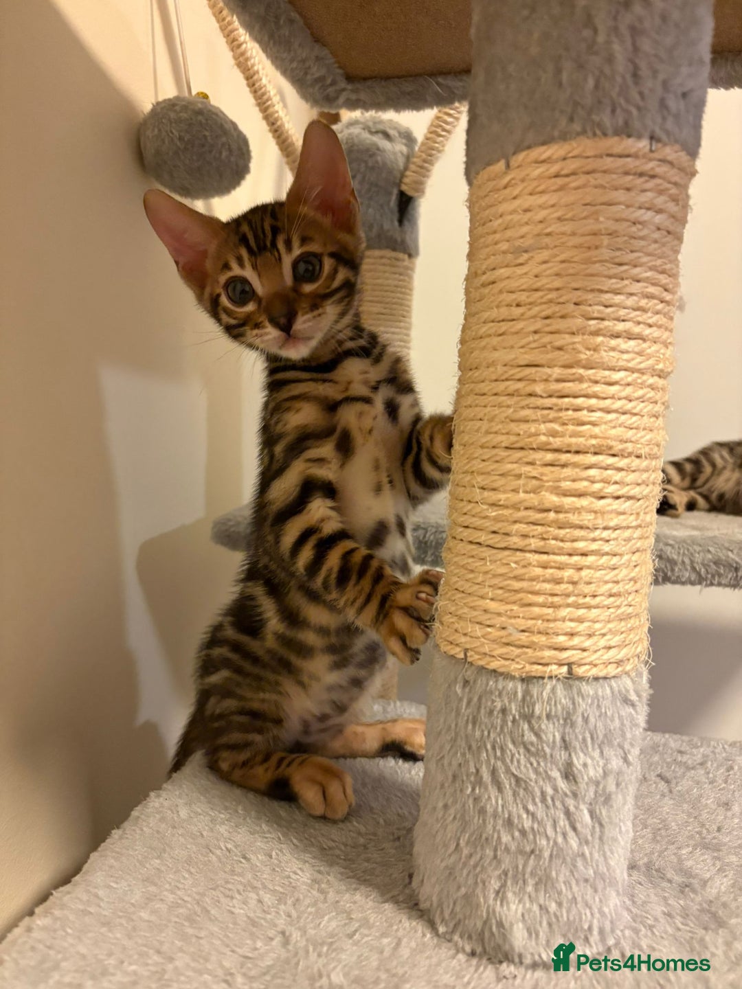 Bengal cats for sale: gorgeous pure bengal kittens  - Image 10
