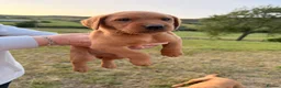 Labrador Retriever dogs for sale: Fox Red KC Registered Labrador Puppies for sale in Blaenau Ffestiniog - Advert 16