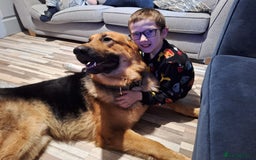 German Shepherd dogs for sale: 2 yr old male German shepherd  - Image 15