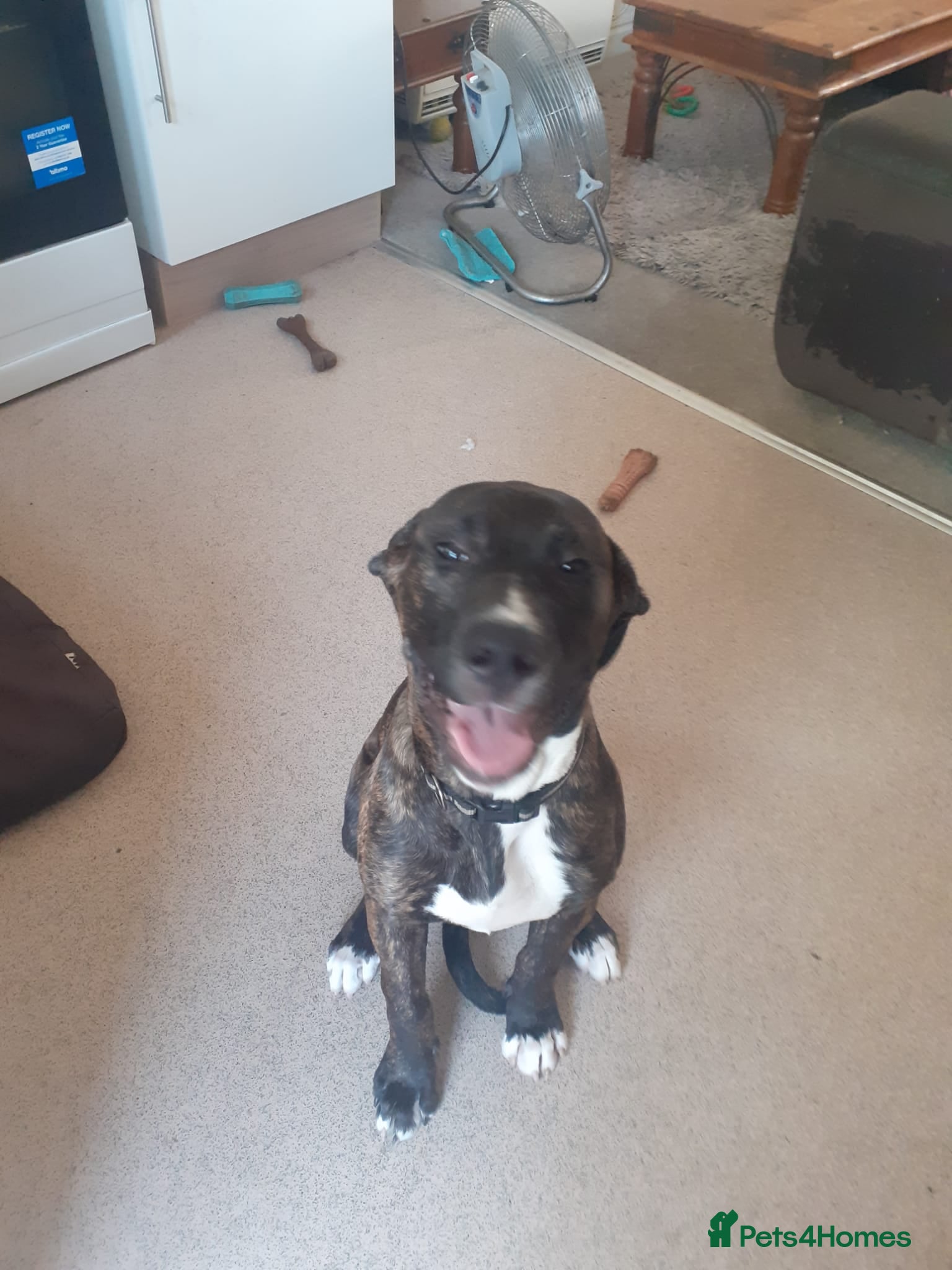 Presa Canario dogs Presa canario female now available  - Advert 2