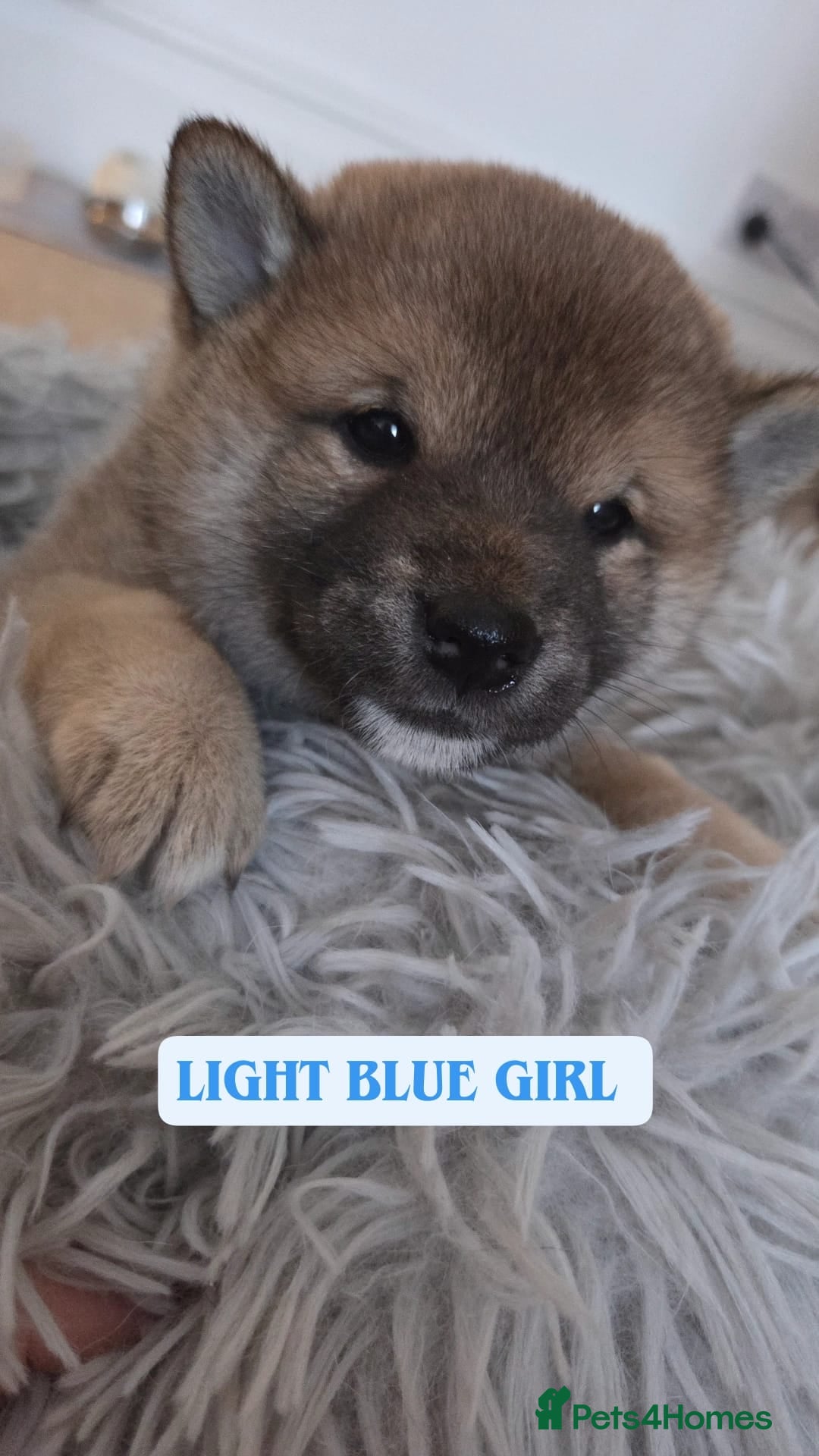 Japanese Shiba Inu dogs for sale: Puppy Shiba inu female - Advert 13
