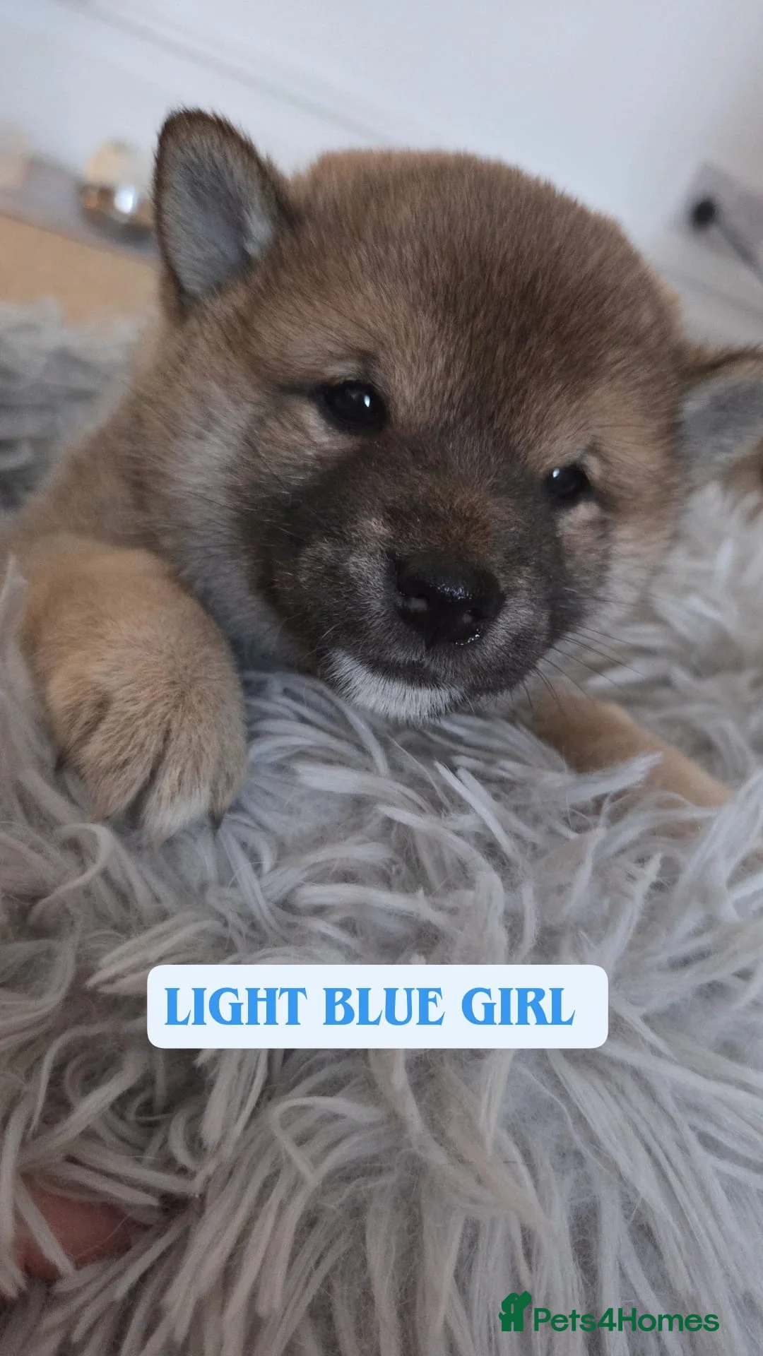 Japanese Shiba Inu dogs for sale: Puppy Shiba inu female - Advert 21