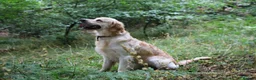 Golden Retriever dogs for stud: KC Cream Golden Retriever Stud - Champion Lines - Advert 7