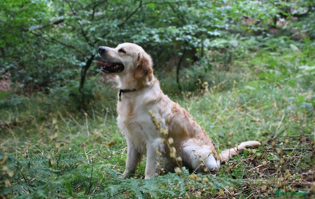 Golden Retriever dogs for stud: KC Cream Golden Retriever Stud - Champion Lines - Advert 7