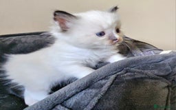 Ragdoll cats for sale: 7 beautiful fluffy Ragdoll cats.  - Image 23
