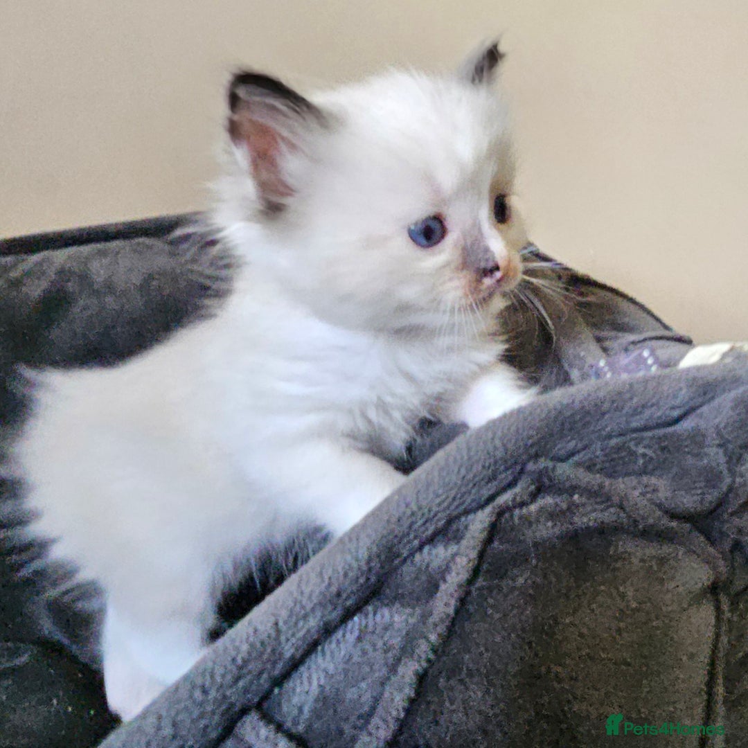 Ragdoll cats for sale: 7 beautiful fluffy Ragdoll cats.  - Image 23