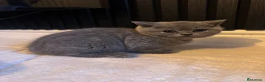 British Shorthair Grey Girl