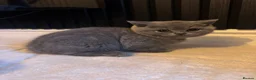 British Shorthair cats for sale: 3 British Shorthair Kittens For Sale - Advert 4