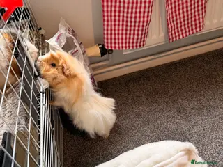 Guinea Pig rodents Boar Abyssinian - Advert 18