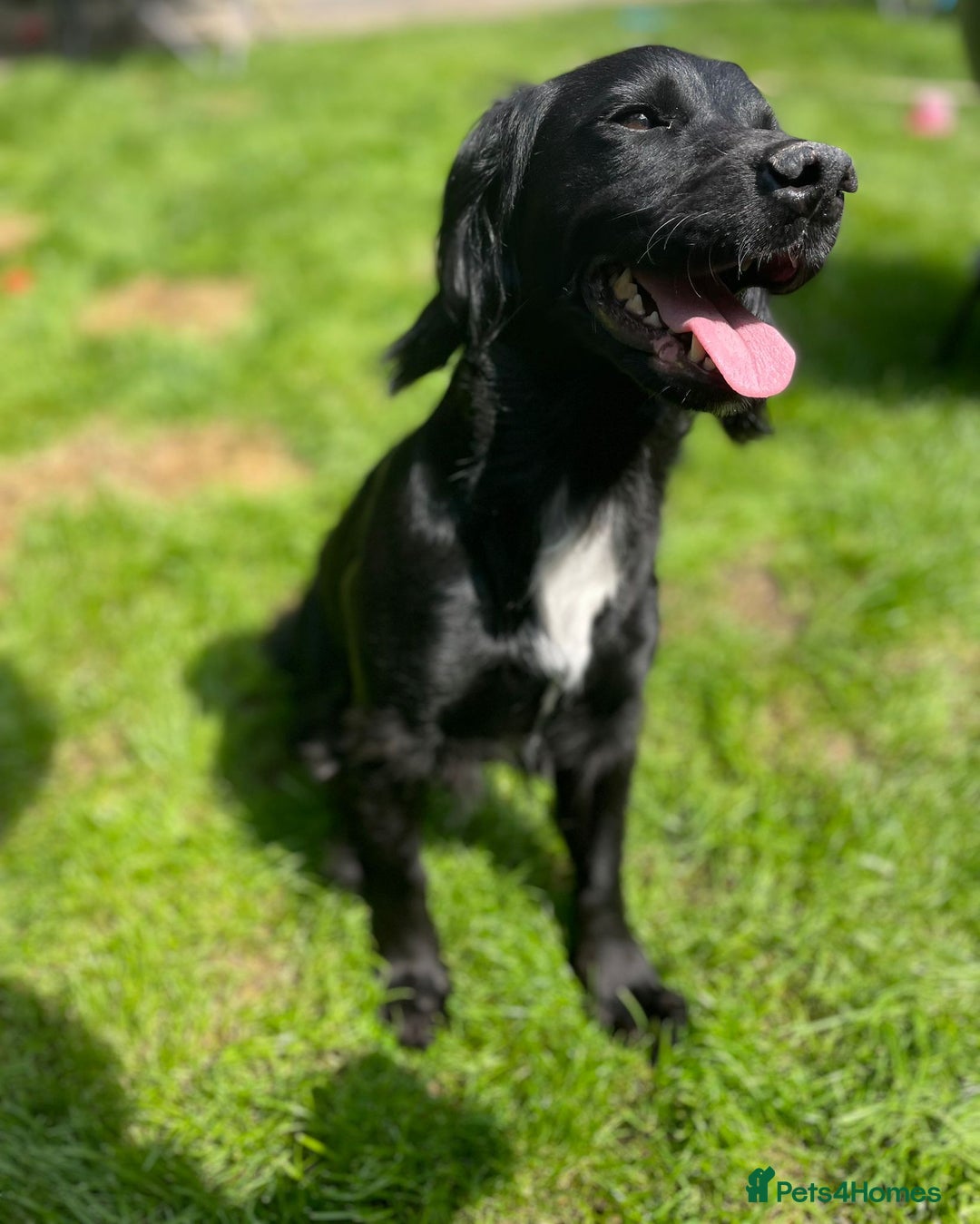 Cocker Spaniel dogs for sale: Female  - Image 5