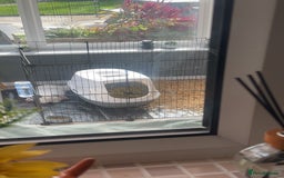 English Lop rabbits for sale: Holland Lop Male  - Image 3