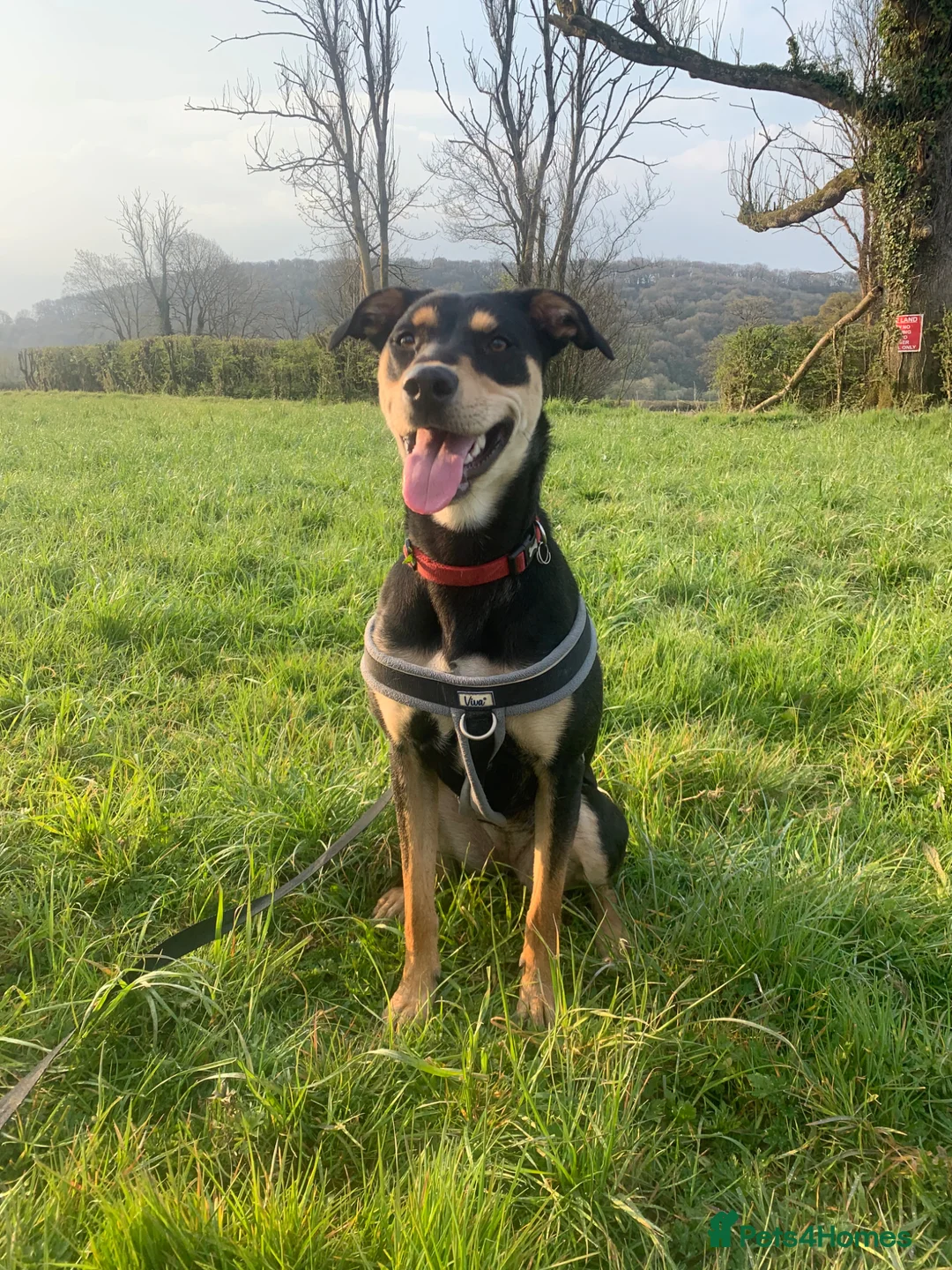 Huntaway dogs for sale: Beautiful huntaway puppies  in Carmarthen - Advert 10