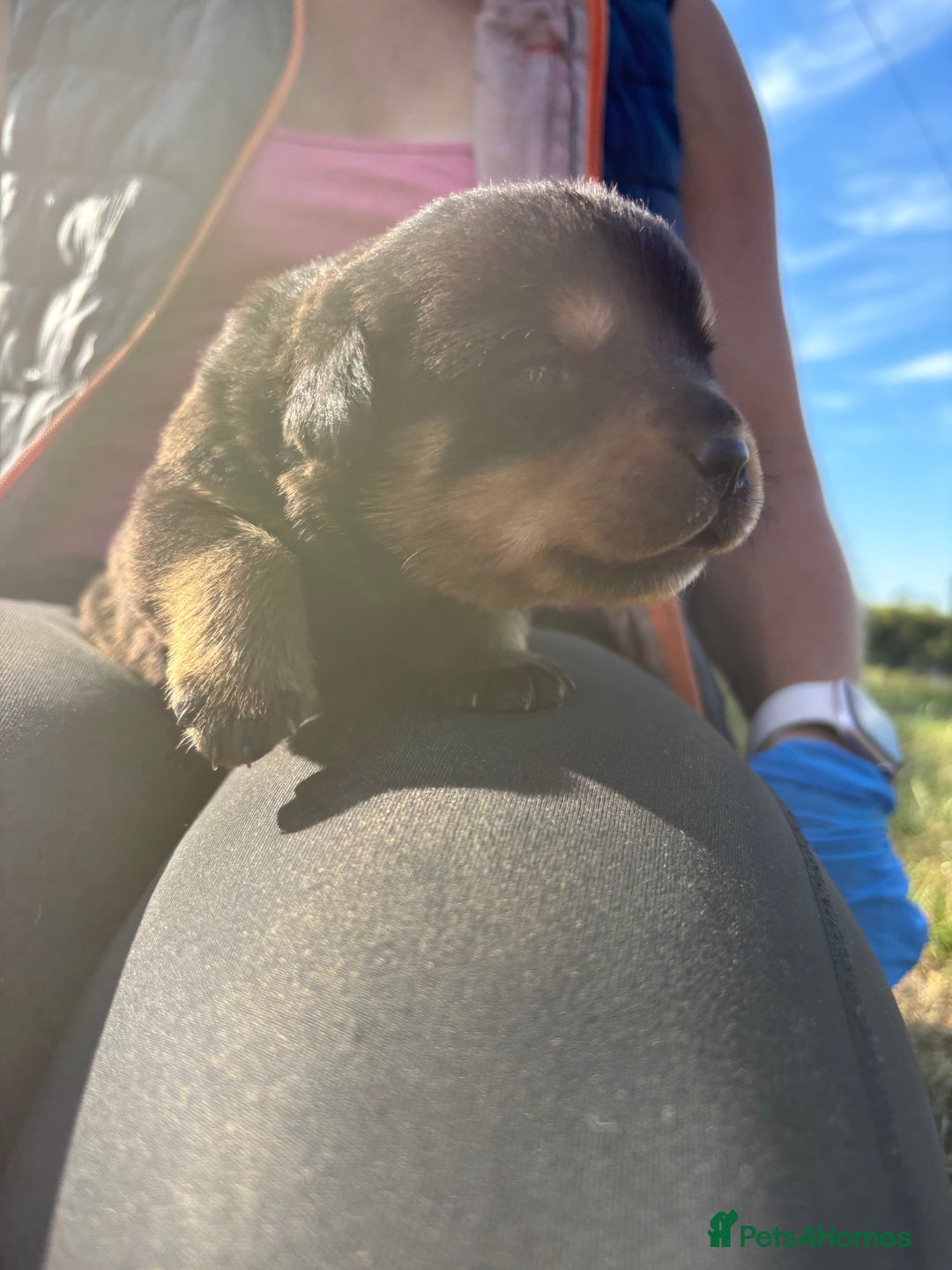 Rottweiler dogs for sale: Chunky Rottweiler puppies for sale  - Image 19