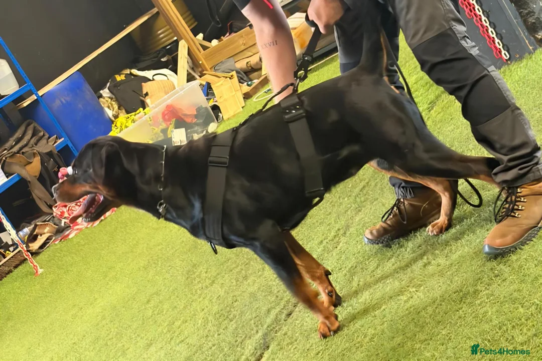 Rottweiler dogs for sale: WORLD CHAMPION CHUNKY ROTTWEILERS  - Advert 2