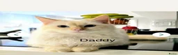 Ragdoll cats for sale: Beautiful ragdoll kittens  - Advert 7