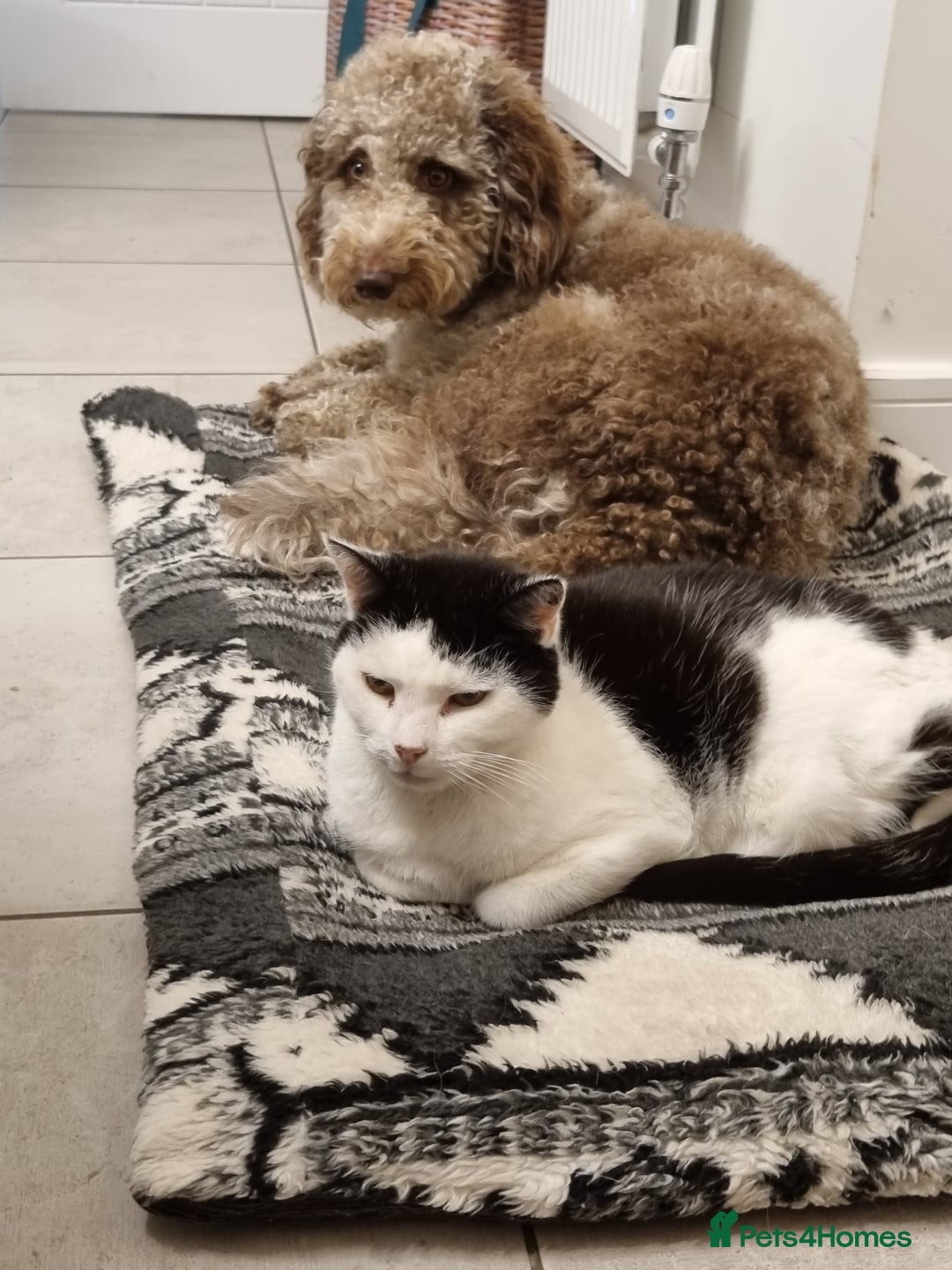 Mixed Breed dogs for sale: Merle Goldendoodle x Irish doodle - Advert 8