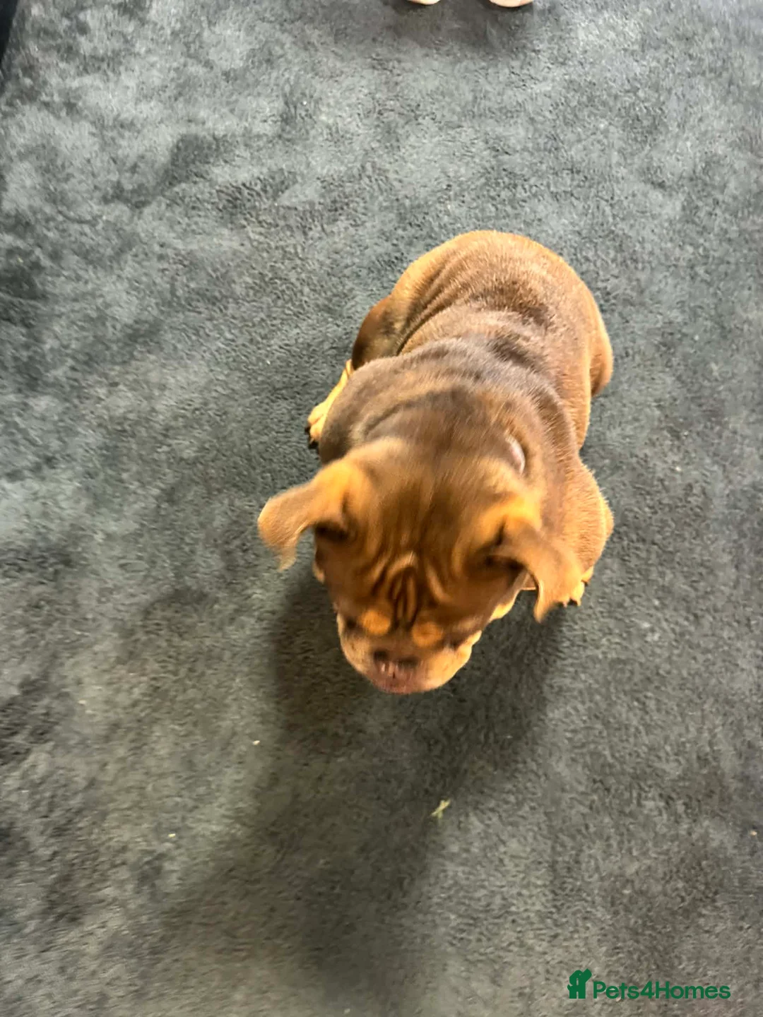 English Bulldog dogs for sale: Female English bulldog looking for a loving home. - Advert 4