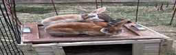 Rex rabbits for sale: Mini Rex  - Advert 2