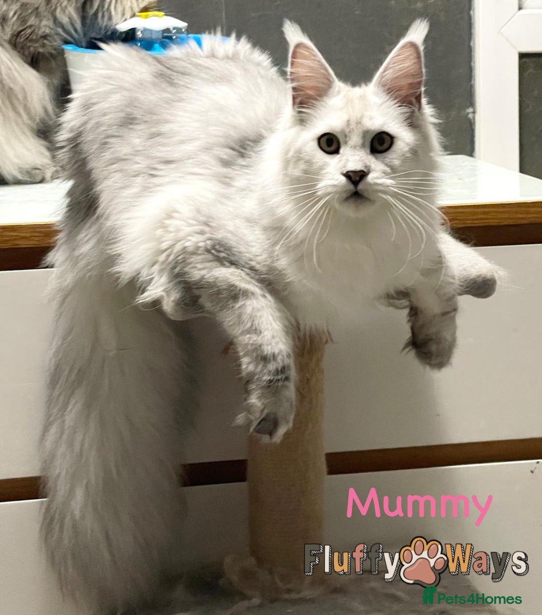Maine Coon cats for sale: 🐾💠 *TICA REG* SILVER MAINE COON KITTENS 💠🐾 - Advert 6