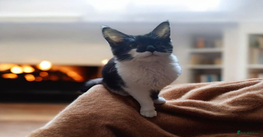 Maine Coon cats - Advert 9