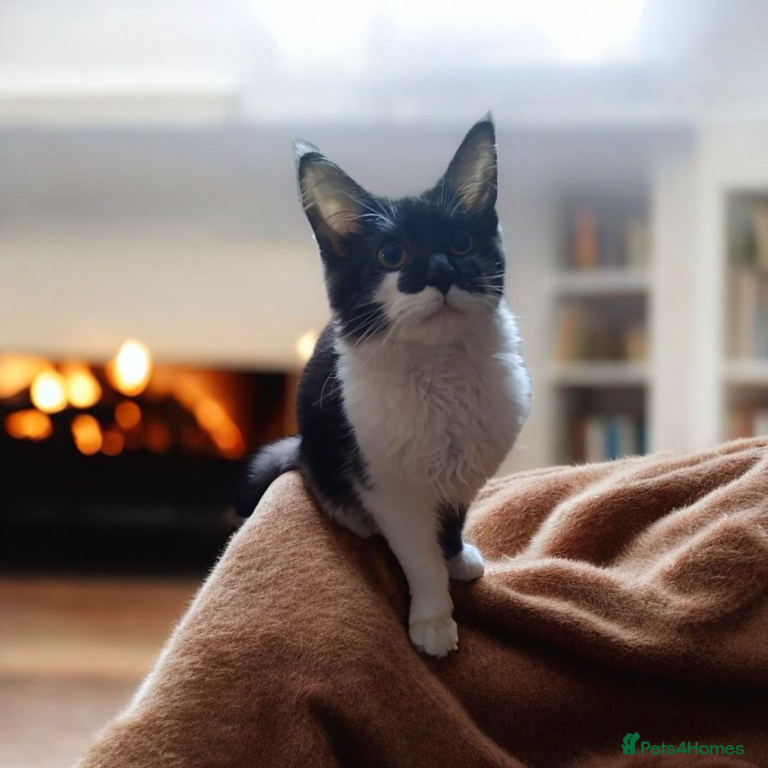 Maine Coon cats for sale: Female Maine Coon kitten - Image 2