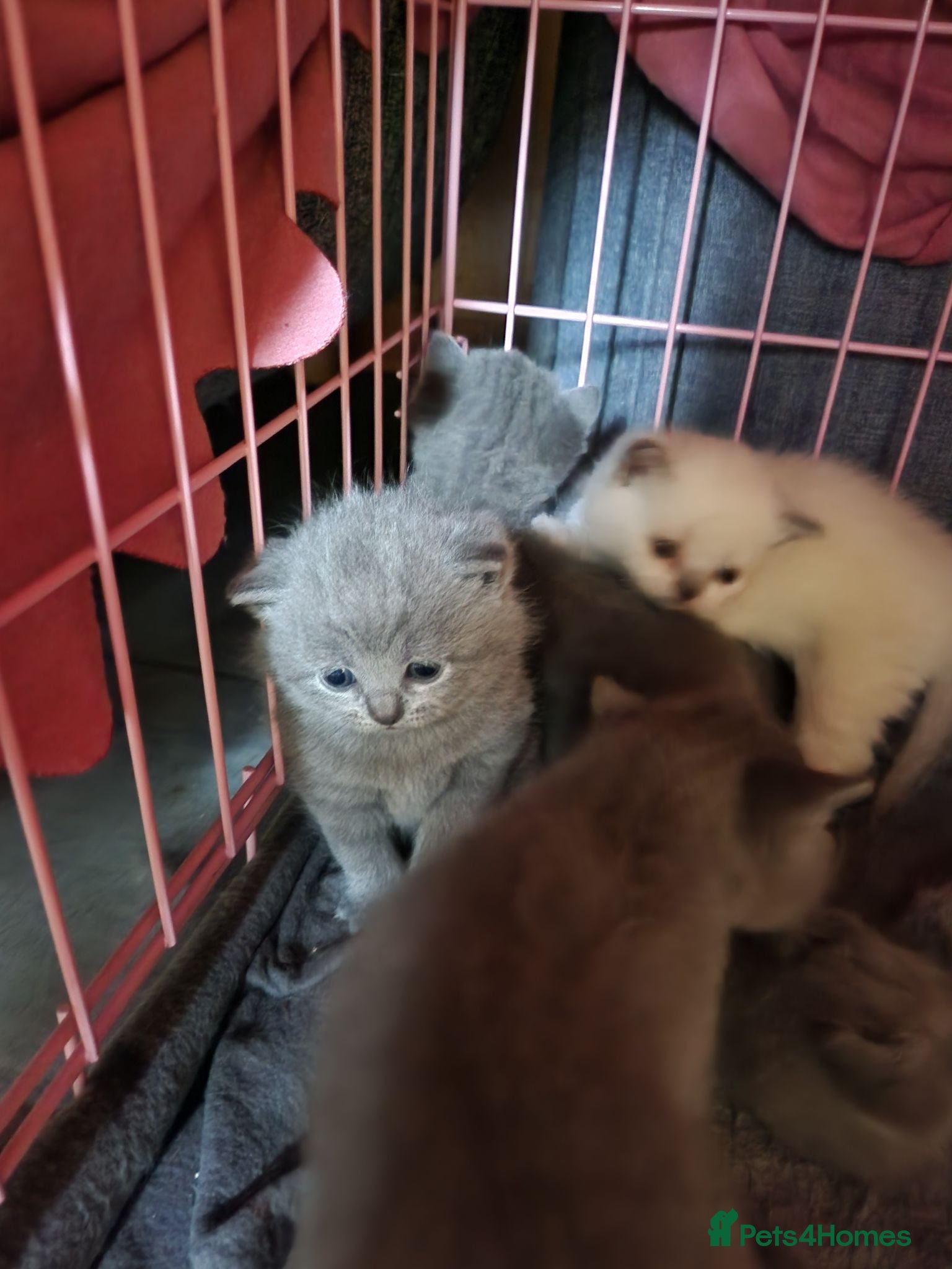 British Shorthair cats Brithish shorthair kittens  - Advert 1