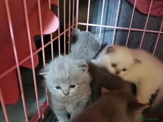 British Shorthair cats Brithish shorthair kittens - Advert 1
