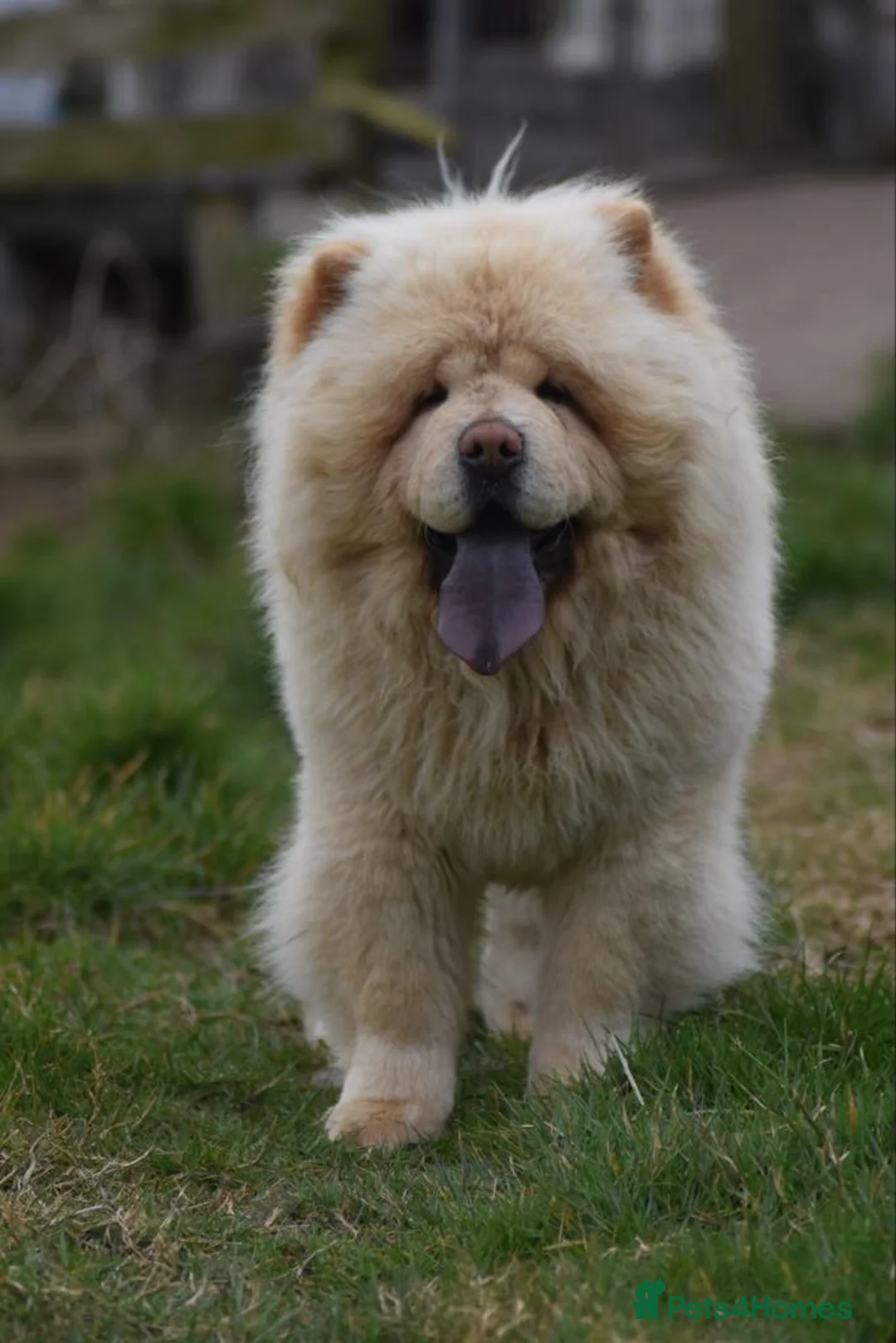 Chow Chow dogs for stud: Stunning Pale Cream boy offered at Stud - Advert 8